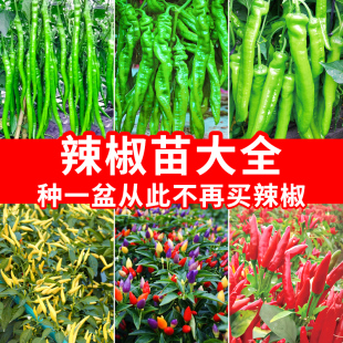 小米辣辣椒苗带土秧苗彩椒朝天椒苗种子籽薄皮青椒四季 蔬菜苗盆栽