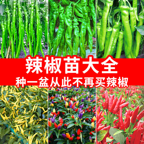 小米辣辣椒苗带土秧苗彩椒朝天椒苗种子籽薄皮青椒四季蔬菜苗盆栽
