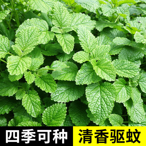 食用薄荷种子苗盆栽香草秧苗柠檬四季阳台种籽孑绿植留兰香驱蚊草 - 封面