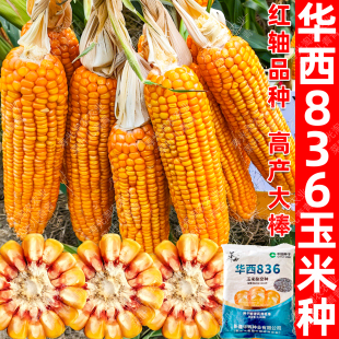 播种国审大棒黄玉米种 华西836玉米种子高产红轴饲料玉米籽种春季