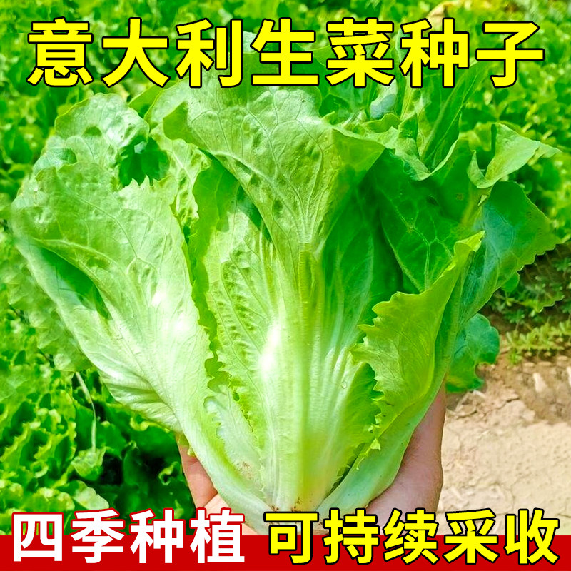 意大利生菜种子四季盆栽蔬菜种子图片
