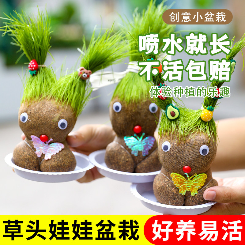 草头娃娃头上长草娃娃儿童种植小盆栽种草绿植观察植物生长幼儿园