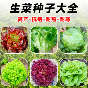 生菜籽种大全罗马速生奶油包心意大利孔雀菜种子籽四季蔬菜孑水培