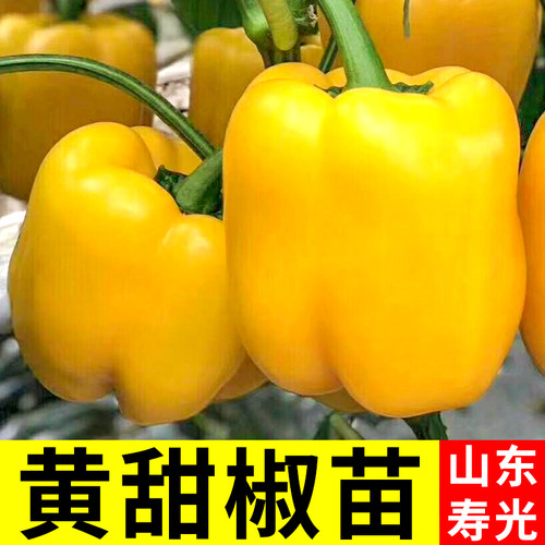 黄色甜椒种子苗方椒彩色灯笼椒辣椒籽种孑阳台四季盆栽蔬菜籽秧苗 - 封面