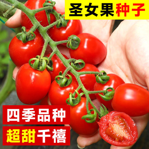 千禧圣女果种苗优质超甜四季种植