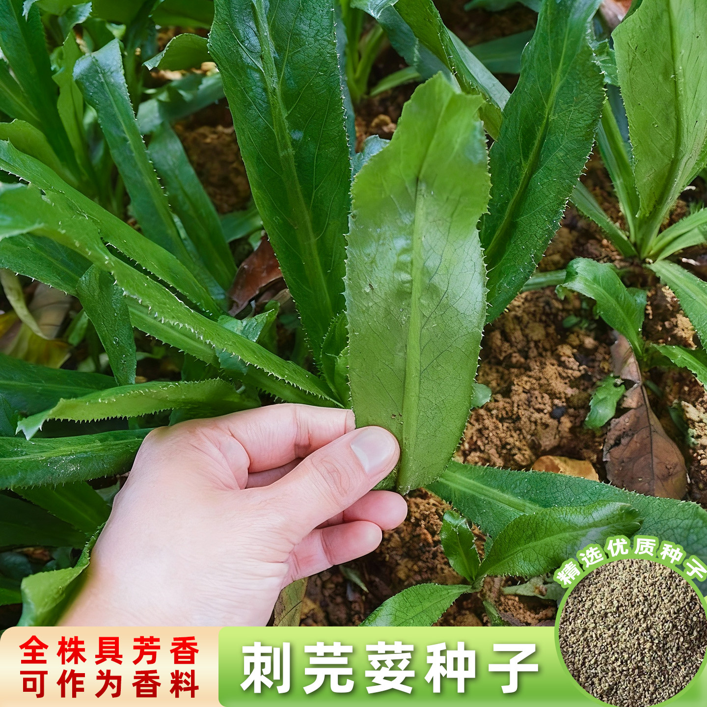 刺芫荽种子香菜种子缅甸大芫荽刺芹种籽孑蔬菜云南青菜四季菜种籽,鲜花速递/花卉仿真/绿植园艺,家庭园艺种子,淘宝优惠券,粉丝福利购,淘宝优惠卷