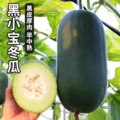 黑小宝冬瓜种子种籽黑皮冬瓜