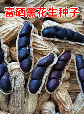 富硒黑色花生种孑大粒高产薄壳优质四粒红特大种子籽带壳菜种本地