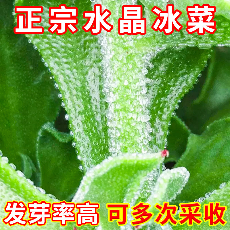 冰草种子苗盆栽籽种四季大全图片