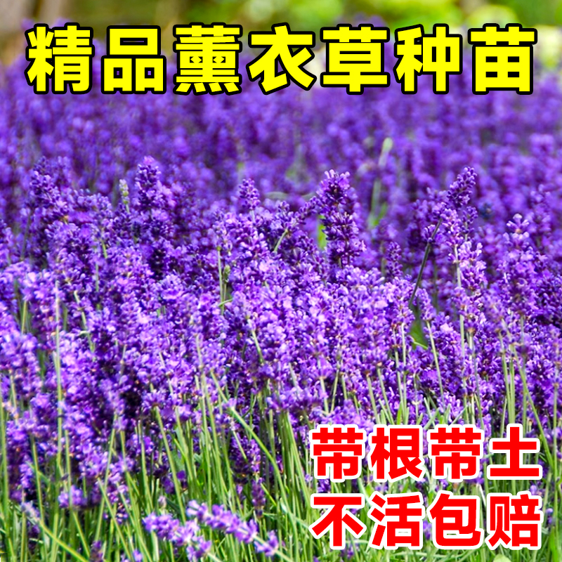 薰衣草种苗种子室外四季播种种籽阳台盆栽孑驱蚊花苗秧苗花卉籽种