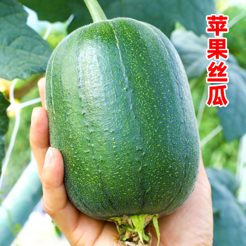 苹果丝瓜种子春四季盆栽丝瓜种子