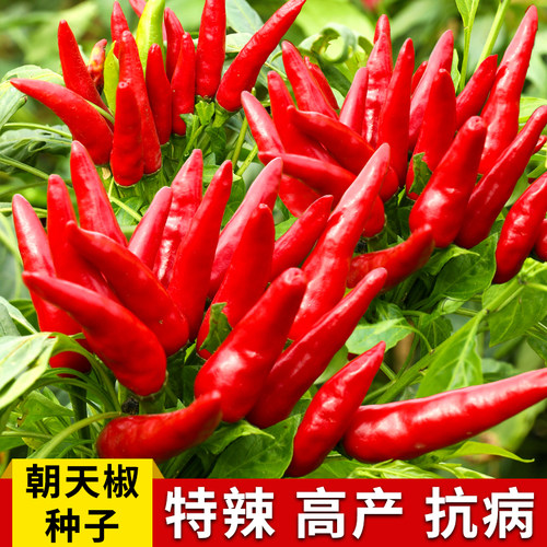 朝天椒苗秧苗辣椒种子超辣高产