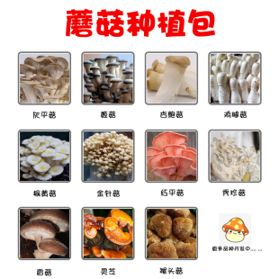 蘑菇大菌包平菇菌种菌棒家庭蘑菇种植菌包盆栽食用菌阳台鸡枞种子