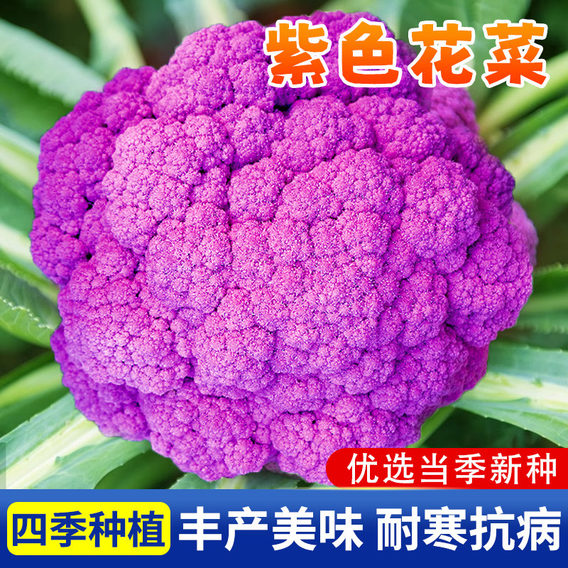 紫晶一号 紫色花椰菜种子彩色花菜菜花 春季秋季种籽特色菜蔬菜孑