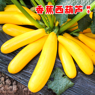 四季 水果型西葫芦种子香蕉瓜黄色盆栽种籽特色春季 菜种蔬菜孑瓜种