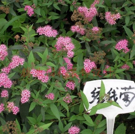 粉花绣线菊花种子 麻叶绣线菊种子 柳叶绣线菊种子 蚂蝗梢种子