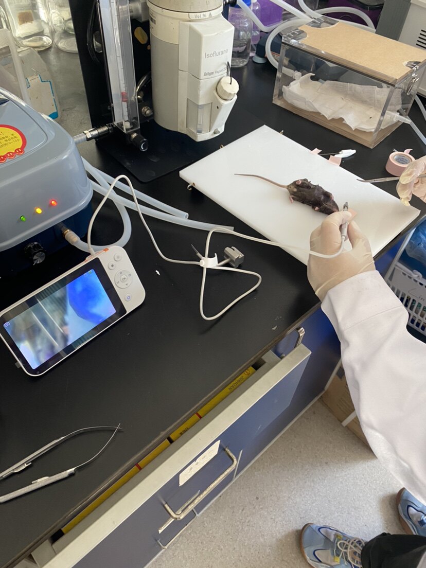 可视动物喉镜 大鼠气管插管用 小鼠插管操作小动物插管喉镜实验鼠