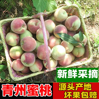 青州蜜桃现摘现发应季水果脆甜