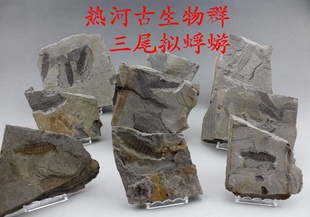 热河生物群三尾拟蜉蝣古生物化石昆虫植物教学科普标本辽西教具