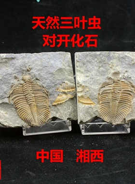 天然化石湘西三叶虫对开原版包真
