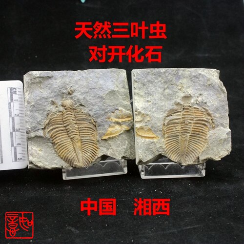 天然化石湘西三叶虫对开原版包真