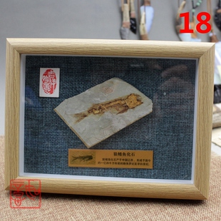 热河生物群狼鳍鱼化石古生物三叶虫昆虫植物科普标本奇石礼品摆件