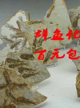 狼鳍鱼群鱼化石礼品古生物侏罗纪