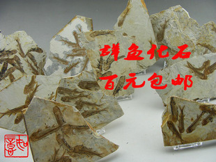 天然狼鳍鱼群鱼化石古生物标本科普教学研学教具植物昆虫礼品礼品