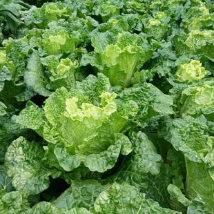 贵州新鲜蔬菜大白菜农家肥种植白菜麻叶菜现砍无污染 5斤10斤包邮