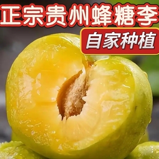 贵州六马毗邻打帮河岸正宗同源蜂糖李新鲜现摘现发水果李子