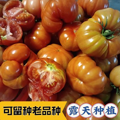 贵州农家自种老品种土番茄露天成熟马蹄西红柿天然毛辣果丑西红柿