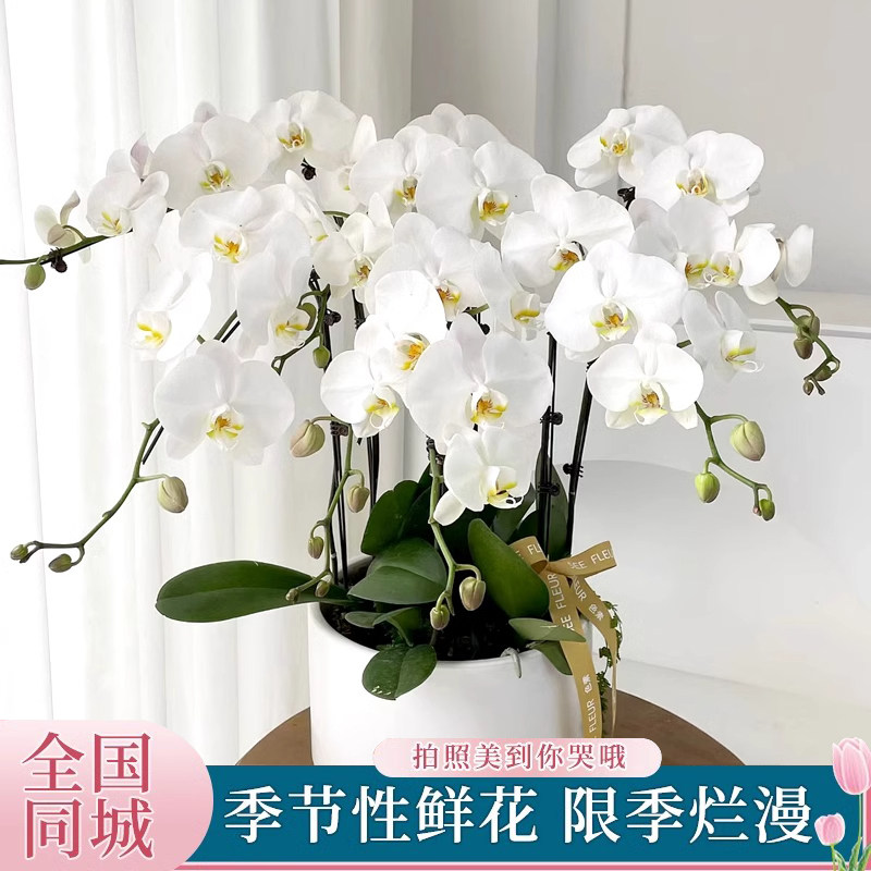 全国蝴蝶兰盆栽真鲜花速递全国同城武汉长沙开业乔迁年宵花卉配送