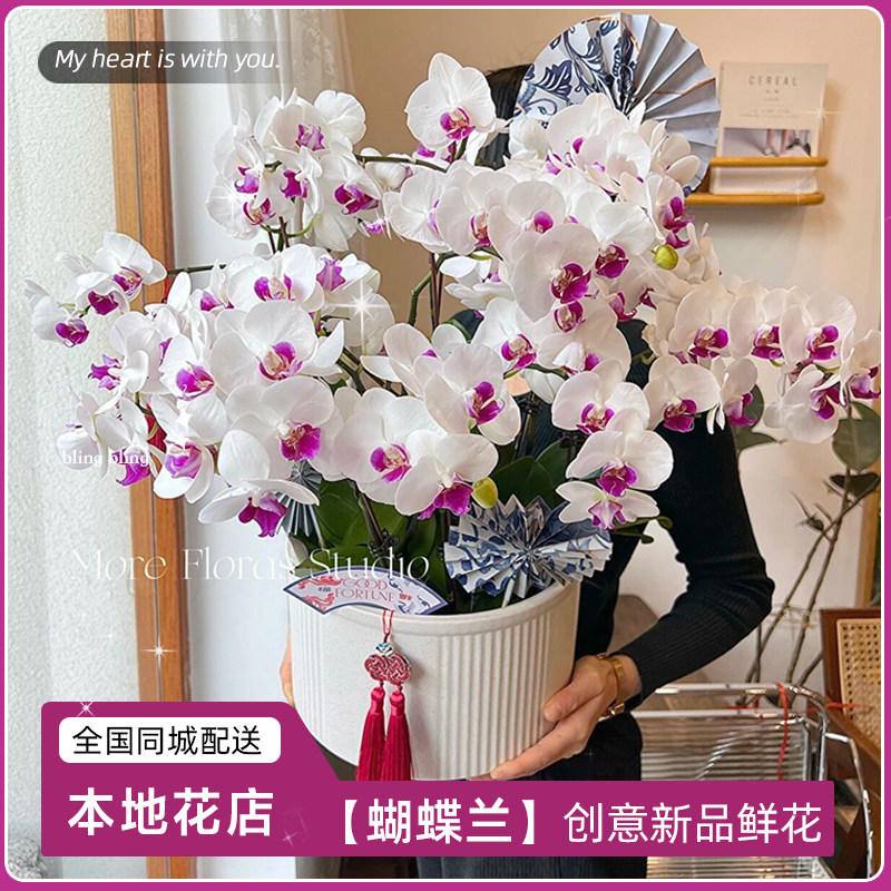 A880蝴蝶兰盆栽鲜花速递同城桂林江苏配送探望开业乔迁送礼花卉商
