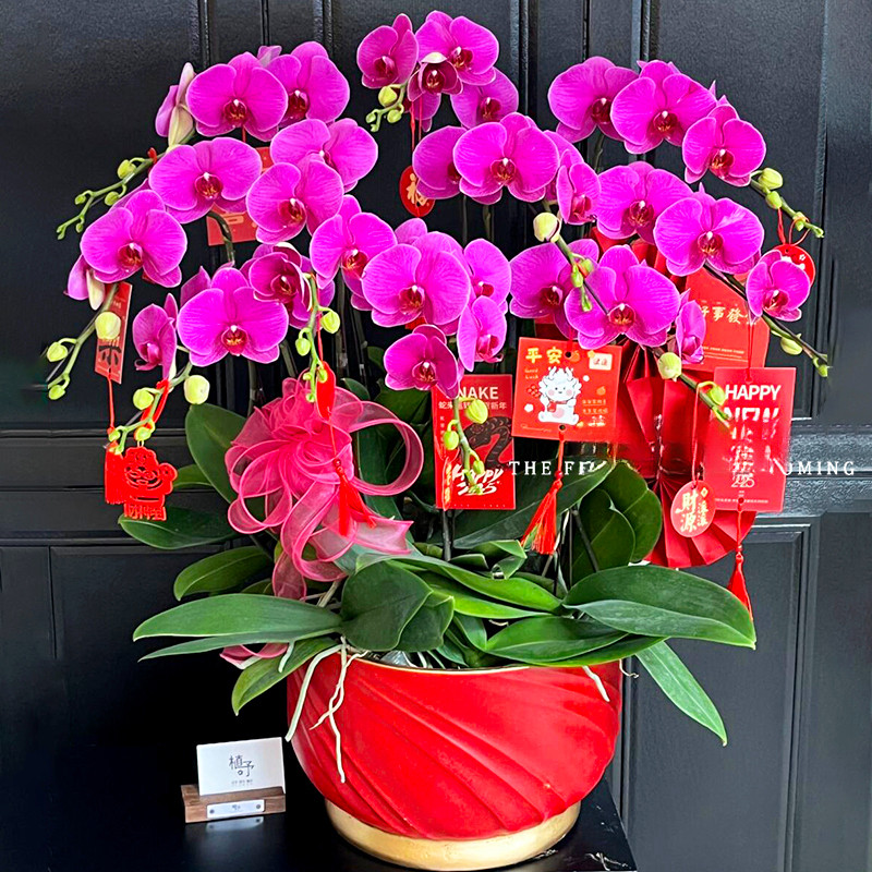 春节新年宵花蝴蝶兰盆栽真鲜花速递同城北京上海广州开业乔迁配送