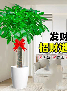 发财树盆栽大棵室内摆客厅大型步步高招财树绿植物办公室武汉长沙