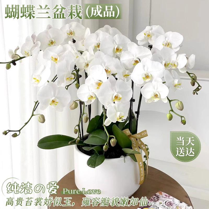 蝴蝶兰真花盆栽花卉鲜花速递同城运城无锡宁波商务乔迁开业配送店
