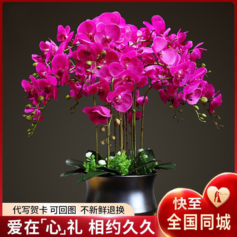 蝴蝶兰盆栽带花室内客厅鲜花全国深圳南宁成都同城专车年宵花卉店