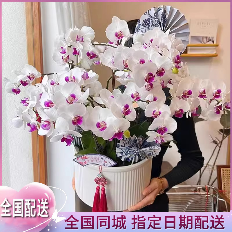 全国蝴蝶兰盆栽鲜花速递同城上海重庆北京乔迁商务生日真花卉配送