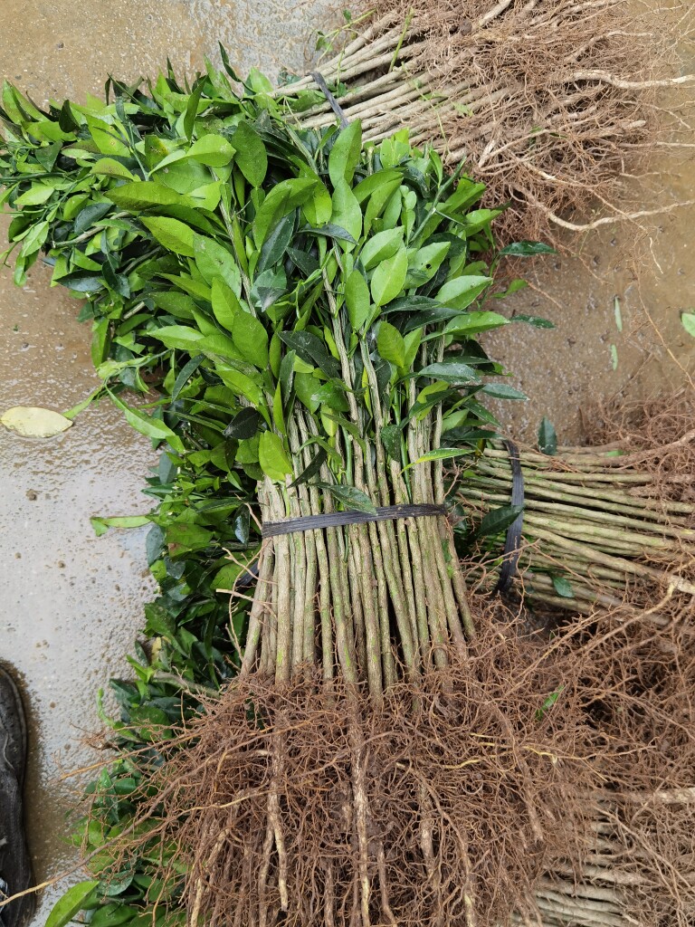 正宗小叶软枝香橙树苗砧木