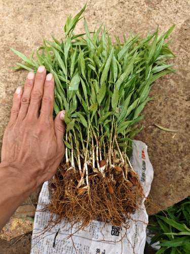 优质毛桃子1000棵树苗