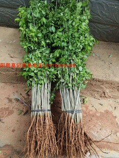 正宗海南黄花梨树苗黄花梨苗名贵树木苗绿植树苗小苗100棵