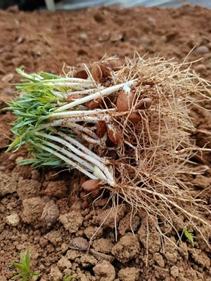 优质毛桃子1000棵树苗