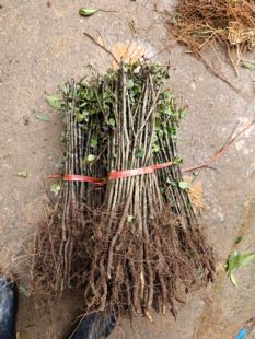 杜梨树苗棠梨苗实直生大小树苗芽苗杜梨苗砧木树苗1000棵