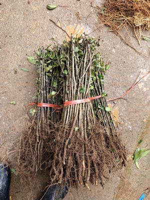 杜梨树苗棠梨大小树苗砧木