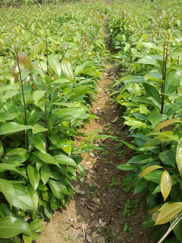 供应天竺桂树苗阴香树苗大小苗四季常青绿化树苗1000棵起包邮