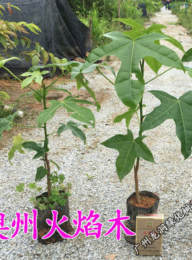 开红花澳州火焰木南北方耐寒