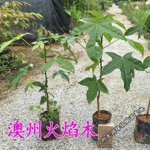 澳州火焰木苗观叶开红花南北方耐寒庭院常绿地栽盆栽火焰木树苗