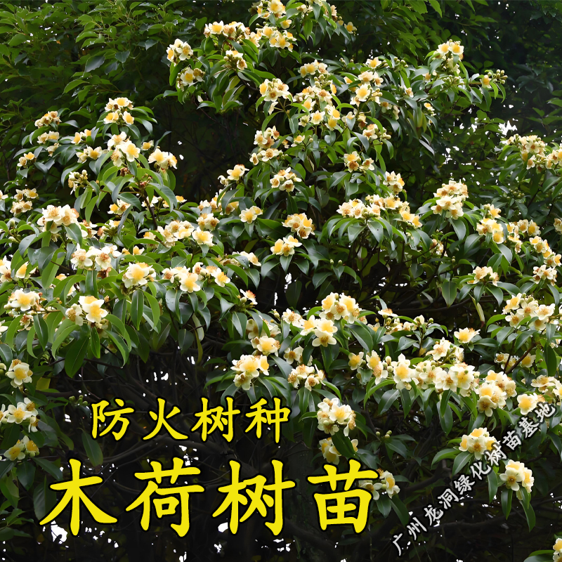 荷木树苗造林耐寒常绿荷木苗