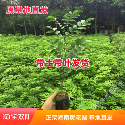 海南黄花梨树苗名贵红木苗