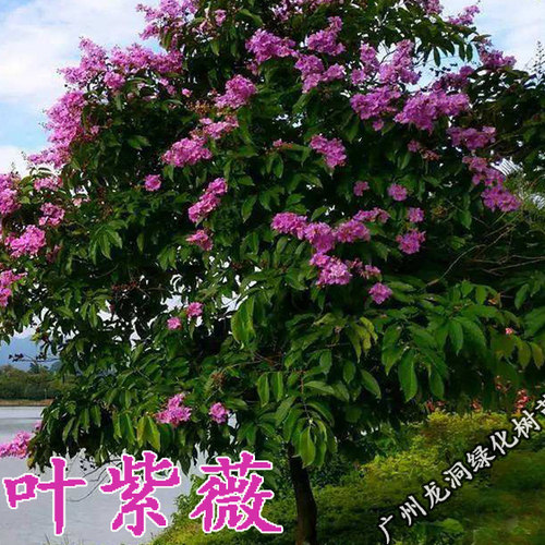 大叶紫薇景观树庭院绿化